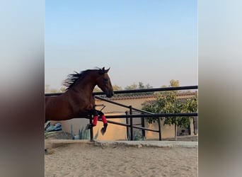 PRE Mix, Wallach, 7 Jahre, 163 cm, Brauner
