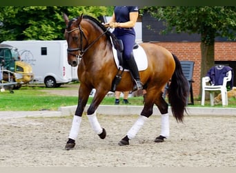 PRE Mix, Wallach, 7 Jahre, 163 cm, Dunkelbrauner