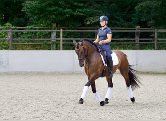 PRE Mix, Wallach, 7 Jahre, 163 cm, Dunkelbrauner