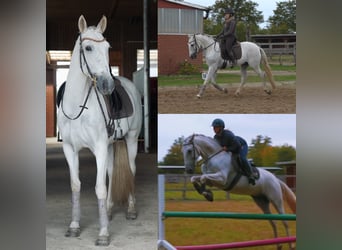 PRE Mix, Wallach, 7 Jahre, 163 cm, Schimmel PRE Mix, Wallach, 7 Jahre, 163 cm, Schimmel