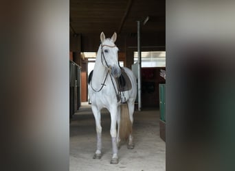 PRE Mix, Wallach, 7 Jahre, 163 cm, Schimmel PRE Mix, Wallach, 7 Jahre, 163 cm, Schimmel