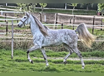PRE Mix, Wallach, 7 Jahre, 163 cm, Schimmel