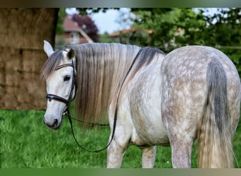PRE Mix, Wallach, 7 Jahre, 163 cm, Schimmel