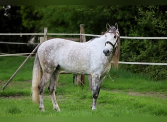 PRE Mix, Wallach, 7 Jahre, 163 cm, Schimmel