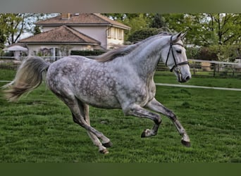 PRE Mix, Wallach, 7 Jahre, 163 cm, Schimmel