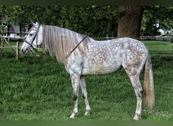 PRE Mix, Wallach, 7 Jahre, 163 cm, Schimmel