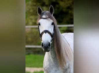 PRE Mix, Wallach, 7 Jahre, 163 cm, Schimmel