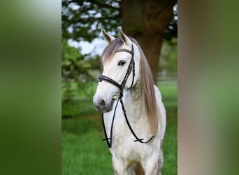 PRE Mix, Wallach, 7 Jahre, 163 cm, Schimmel
