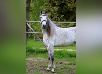 PRE Mix, Wallach, 7 Jahre, 163 cm, Schimmel