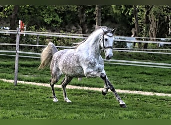 PRE Mix, Wallach, 7 Jahre, 163 cm, Schimmel