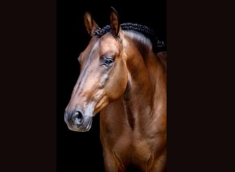 PRE Mix, Wallach, 7 Jahre, 164 cm, Brauner