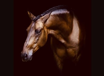 PRE Mix, Wallach, 7 Jahre, 164 cm, Brauner