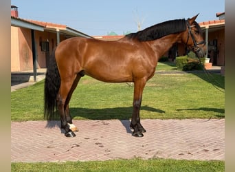 PRE, Wallach, 7 Jahre, 164 cm, Hellbrauner