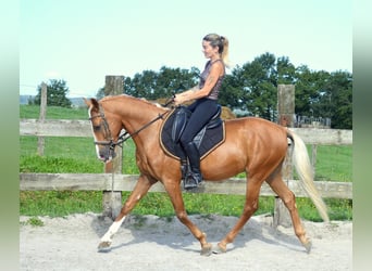 PRE, Wallach, 7 Jahre, 164 cm, Palomino
