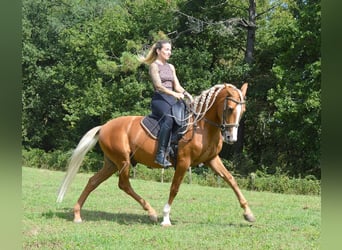 PRE, Wallach, 7 Jahre, 164 cm, Palomino