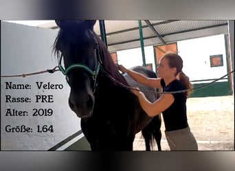 PRE Mix, Wallach, 7 Jahre, 164 cm, Rappe