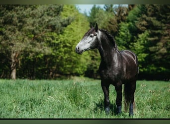 PRE Mix, Wallach, 7 Jahre, 164 cm, Rappschimmel