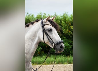 PRE Mix, Wallach, 7 Jahre, 165 cm, Apfelschimmel