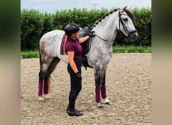 PRE Mix, Wallach, 7 Jahre, 165 cm, Apfelschimmel
