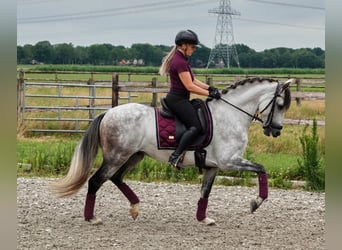 PRE Mix, Wallach, 7 Jahre, 165 cm, Apfelschimmel