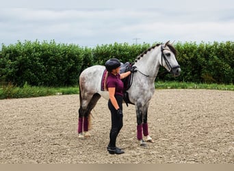 PRE Mix, Wallach, 7 Jahre, 165 cm, Apfelschimmel