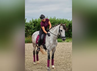 PRE Mix, Wallach, 7 Jahre, 165 cm, Apfelschimmel