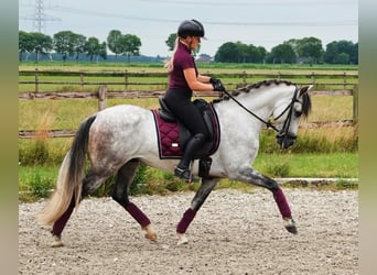PRE Mix, Wallach, 7 Jahre, 165 cm, Apfelschimmel