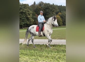 PRE Mix, Wallach, 7 Jahre, 165 cm, Apfelschimmel