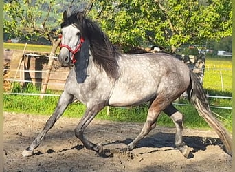 PRE, Wallach, 7 Jahre, 165 cm