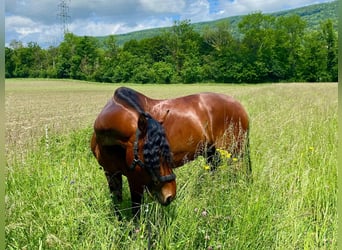 PRE, Wallach, 7 Jahre, 165 cm, Brauner