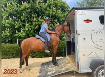 PRE Mix, Wallach, 7 Jahre, 165 cm, Brauner