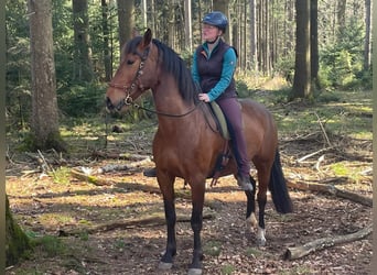 PRE Mix, Wallach, 7 Jahre, 165 cm, Brauner