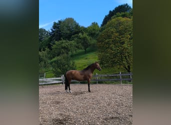 PRE Mix, Wallach, 7 Jahre, 165 cm, Brauner