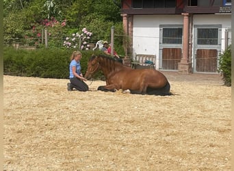 PRE Mix, Wallach, 7 Jahre, 165 cm, Brauner