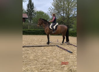PRE Mix, Wallach, 7 Jahre, 165 cm, Brauner