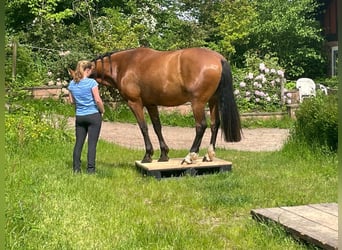 PRE Mix, Wallach, 7 Jahre, 165 cm, Brauner