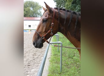PRE Mix, Wallach, 7 Jahre, 165 cm, Brauner