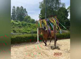 PRE Mix, Wallach, 7 Jahre, 165 cm, Brauner