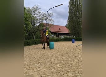 PRE Mix, Wallach, 7 Jahre, 165 cm, Brauner