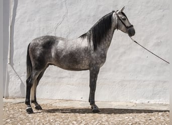PRE Mix, Wallach, 7 Jahre, 165 cm