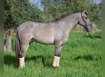 PRE, Wallach, 7 Jahre, 165 cm