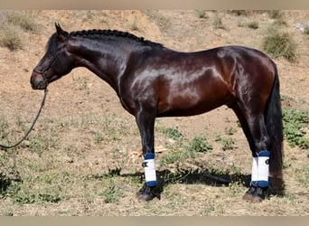 PRE, Wallach, 7 Jahre, 165 cm, Dunkelbrauner