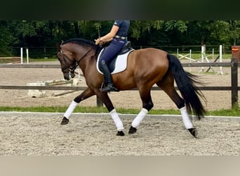 PRE, Wallach, 7 Jahre, 165 cm, Dunkelbrauner