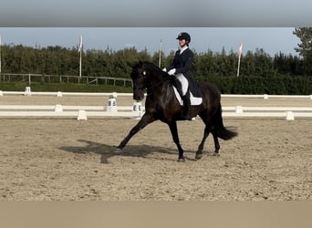 PRE Mix, Wallach, 7 Jahre, 165 cm, Dunkelbrauner