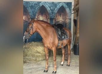 PRE Mix, Wallach, 7 Jahre, 165 cm, Fuchs