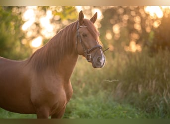 PRE Mix, Wallach, 7 Jahre, 165 cm, Fuchs