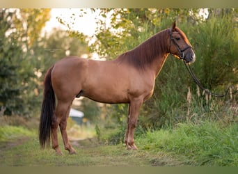 PRE Mix, Wallach, 7 Jahre, 165 cm, Fuchs