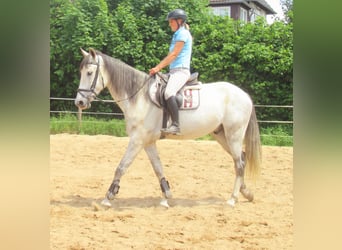 PRE Mix, Wallach, 7 Jahre, 165 cm, Schimmel