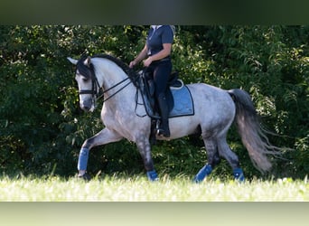 PRE, Wallach, 7 Jahre, 165 cm, Schimmel