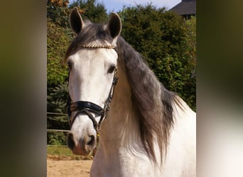 PRE Mix, Wallach, 7 Jahre, 165 cm, Schimmel